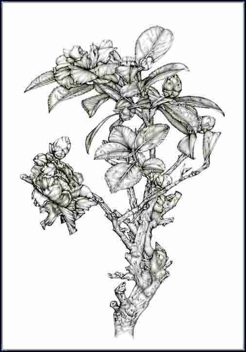 原図から鉛筆で山茶花を描きました