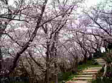 御崎公園満開の桜2 