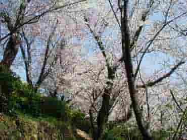 御崎公園ひと目5000本の桜