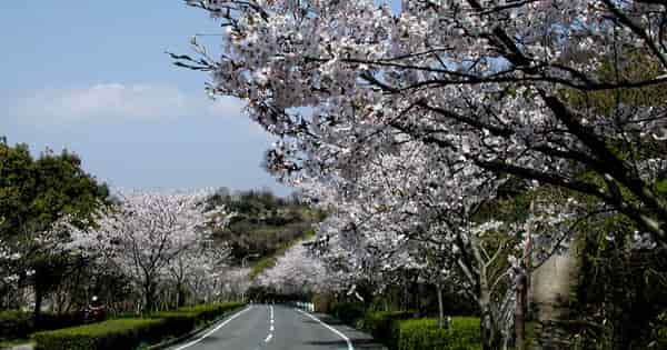 満開の桜