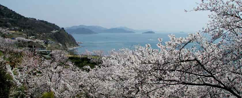 桜と播磨灘遠望