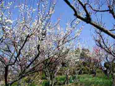 御崎公園の満開の梅 